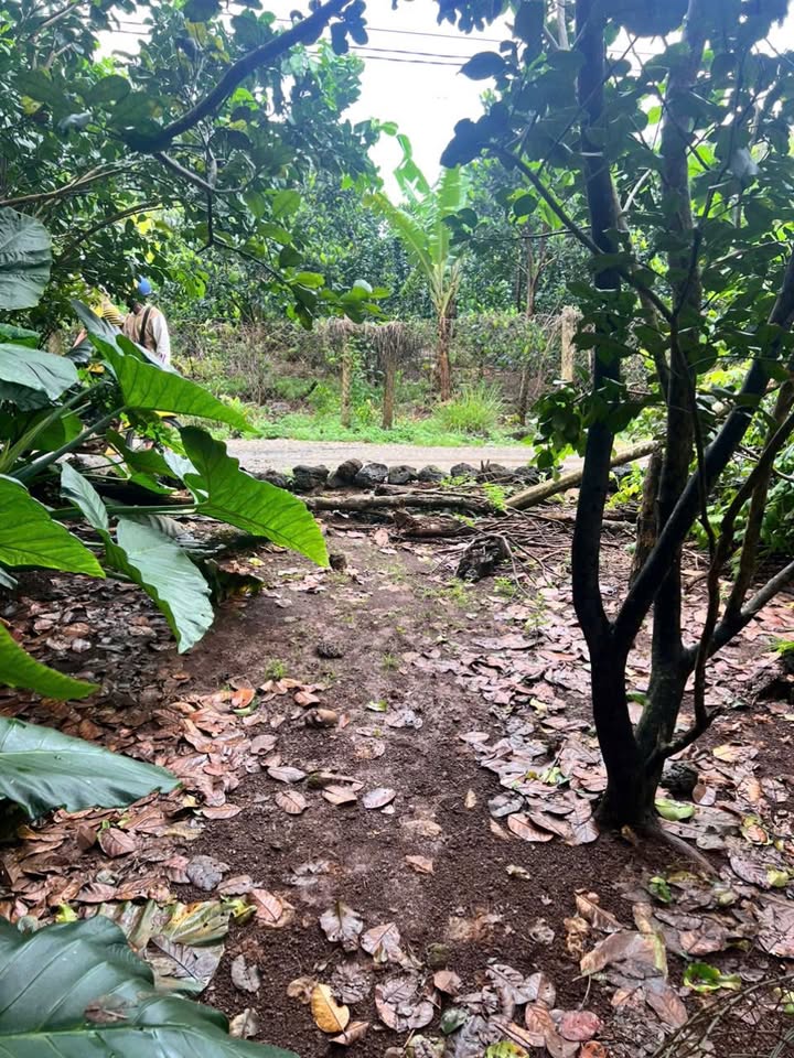 Đất thổ cư Trà Cổ Tân Phú 230m² giá thỏa thuận - Sổ đỏ chính chủ!