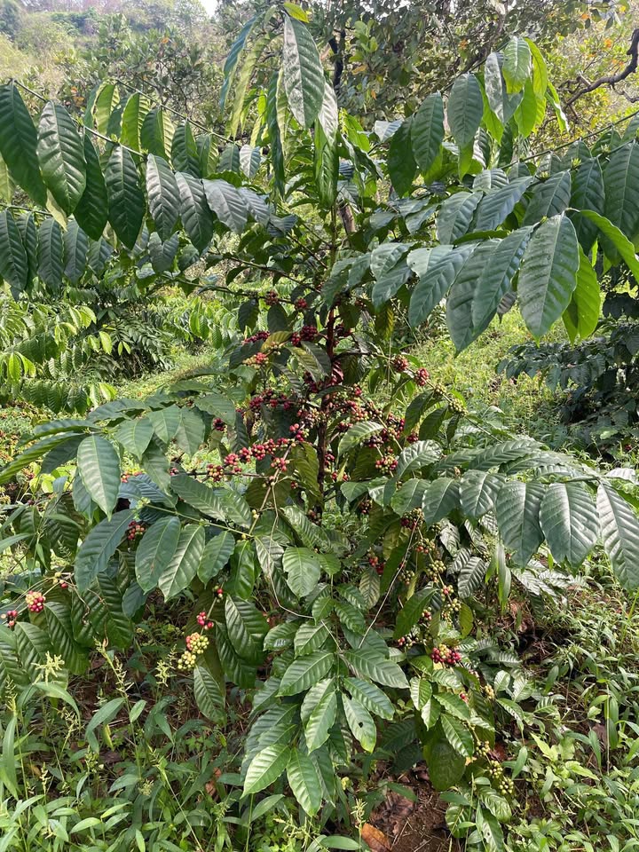 Đất farm 1 héc tại Bù Đăng, Bình Phước giá 650 triệu - Pháp lý rõ ràng, đất đỏ màu mỡ!