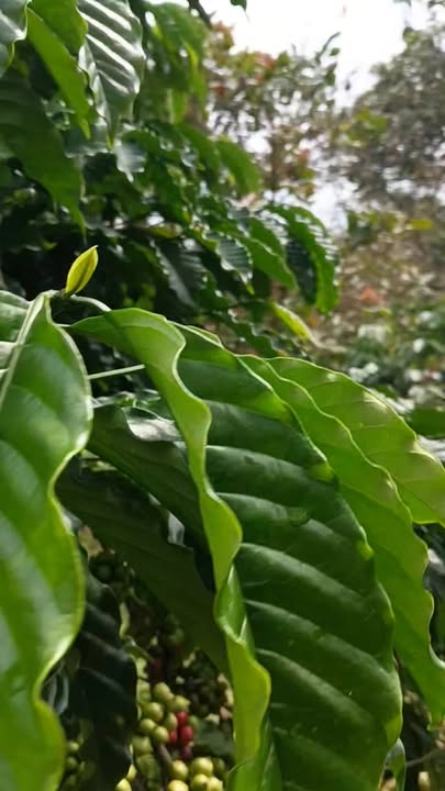 Đất nông nghiệp 30,000m² tại Thọ Sơn, Bù Đăng - Giá thỏa thuận hấp dẫn!