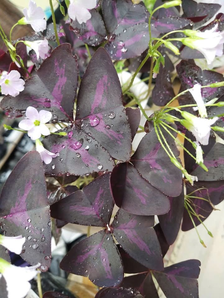 Đất thổ cư 100m² hẻm Đặng Văn Lãnh Phong Nẫm giá 620 triệu - Cơ hội đầu tư hấp dẫn!