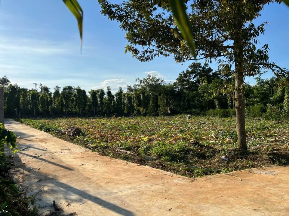 Đất thổ cư chính chủ Ea Tiêu Đắk Lắk 135m² giá 300 triệu - Đầu tư sinh lời ngay!