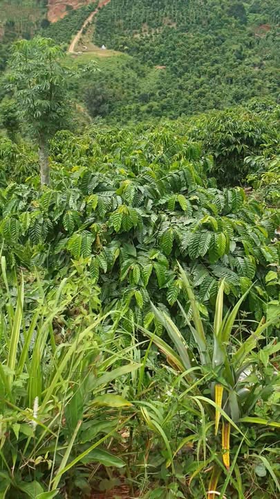 Farm 1.1ha Đắk Ha giá 1.2 tỷ - Cơ hội đầu tư sinh lời hấp dẫn!