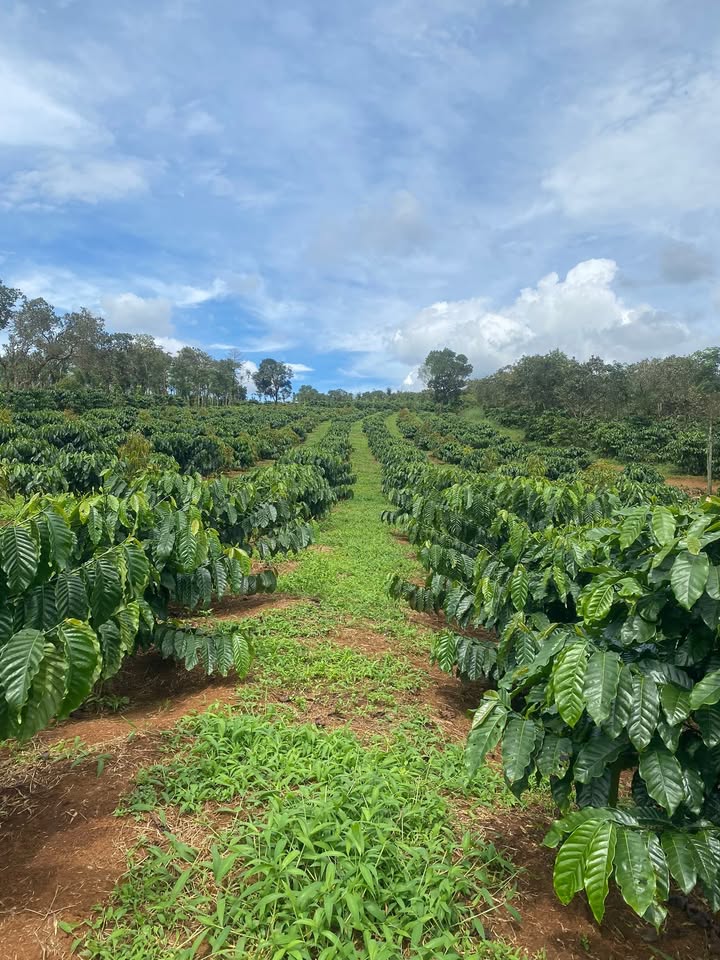 Đất nền Quảng Tân, Tuy Đức 10.000m² giá 3.1 tỷ - Cơ hội đầu tư hấp dẫn!