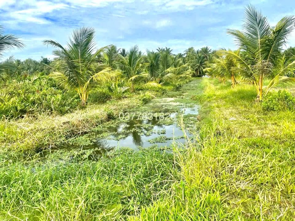 Đất vườn Dừa mặt tiền ĐAL Nhánh 2.698m² giá 2.5 tỷ - Đầu tư lý tưởng!