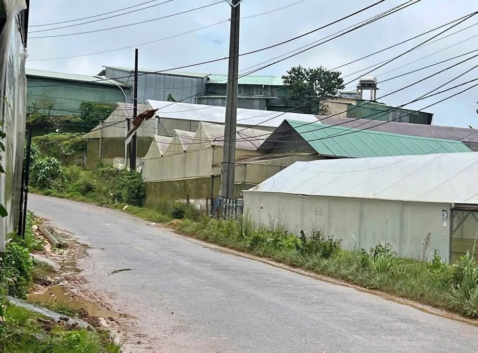 Đất nền đường Nguyễn Hoàng, p. Langbiang, Đà Lạt 2559m² giá 80.6 tỷ - Mặt tiền đường nhựa, pháp lý rõ ràng!