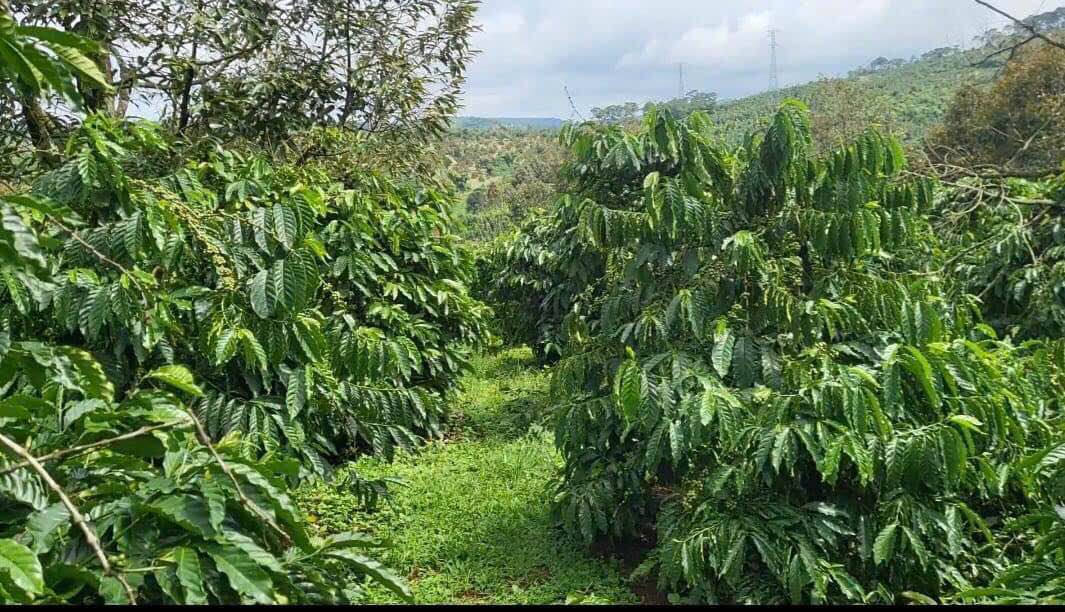 Farm 2ha Cà Phê Đỏ Bazan Trường Xuân, Đắk Song giá 5 tỷ - Chính chủ bán gấp!