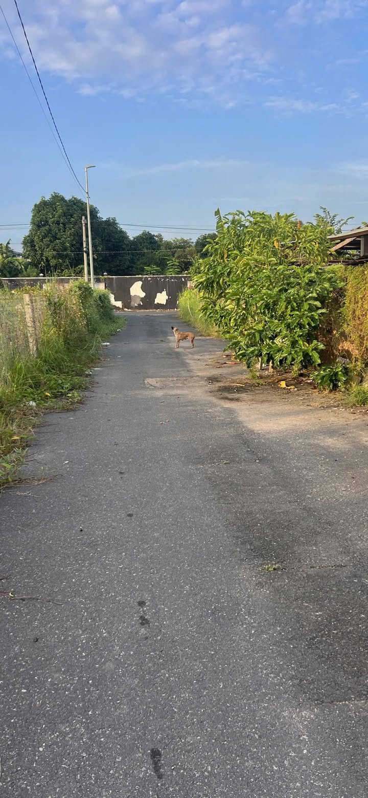 Đất ở Long Điền 80m² giá 1.35 tỷ - Sổ đỏ chính chủ, thuận tiện kinh doanh!