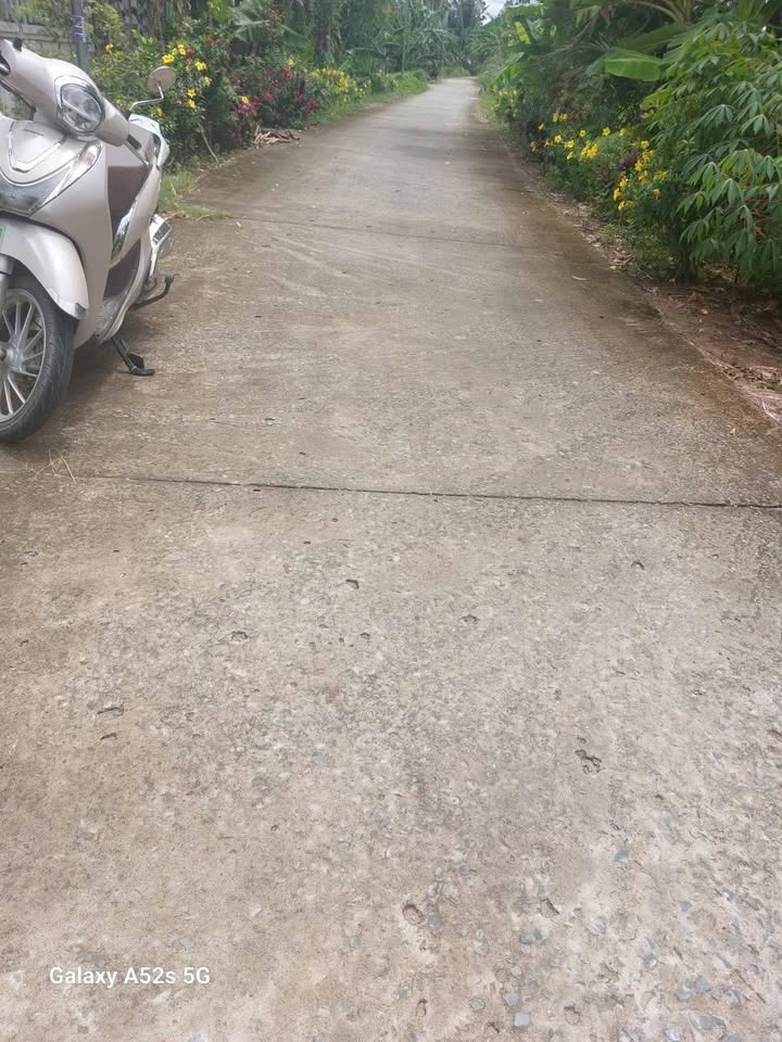 Đất nông nghiệp xã Cái Nhum, Vĩnh Long 2460.8m² - Đầu tư sinh lời với sầu riêng đã cho trái!