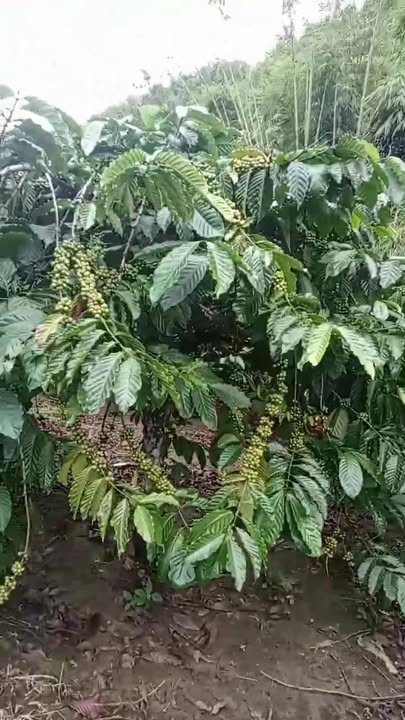 Lô rẫy 1,5ha tại Trường Xuân giá chỉ 1,95 tỷ - Đầu tư sinh lời hấp dẫn!