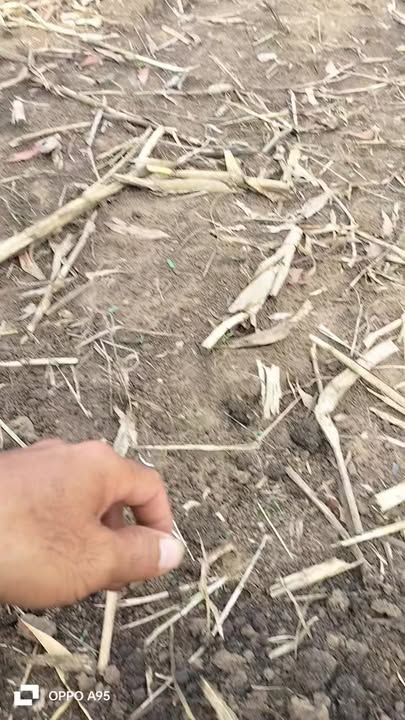 Đất nền Chính chủ xã Đăk Wil, Cư Jút, 2520m² giá chỉ 670 triệu - Sổ hồng công chứng ngay!