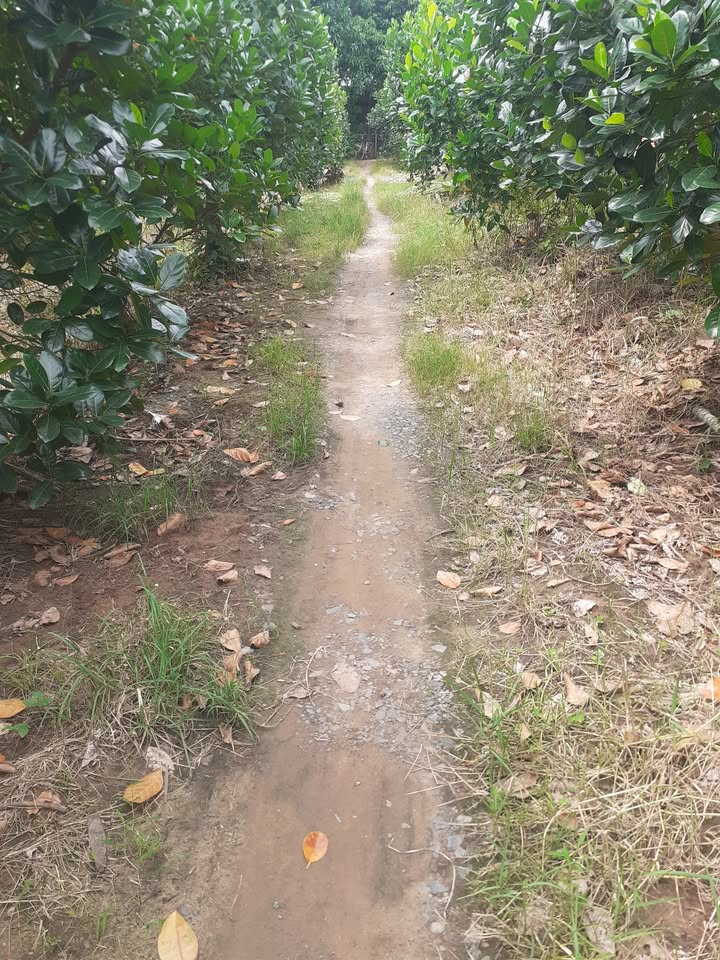 Đất nền xã Bình Thạnh, huyện Cao Lãnh 2100m² giá 650 triệu - Cơ hội đầu tư hấp dẫn!