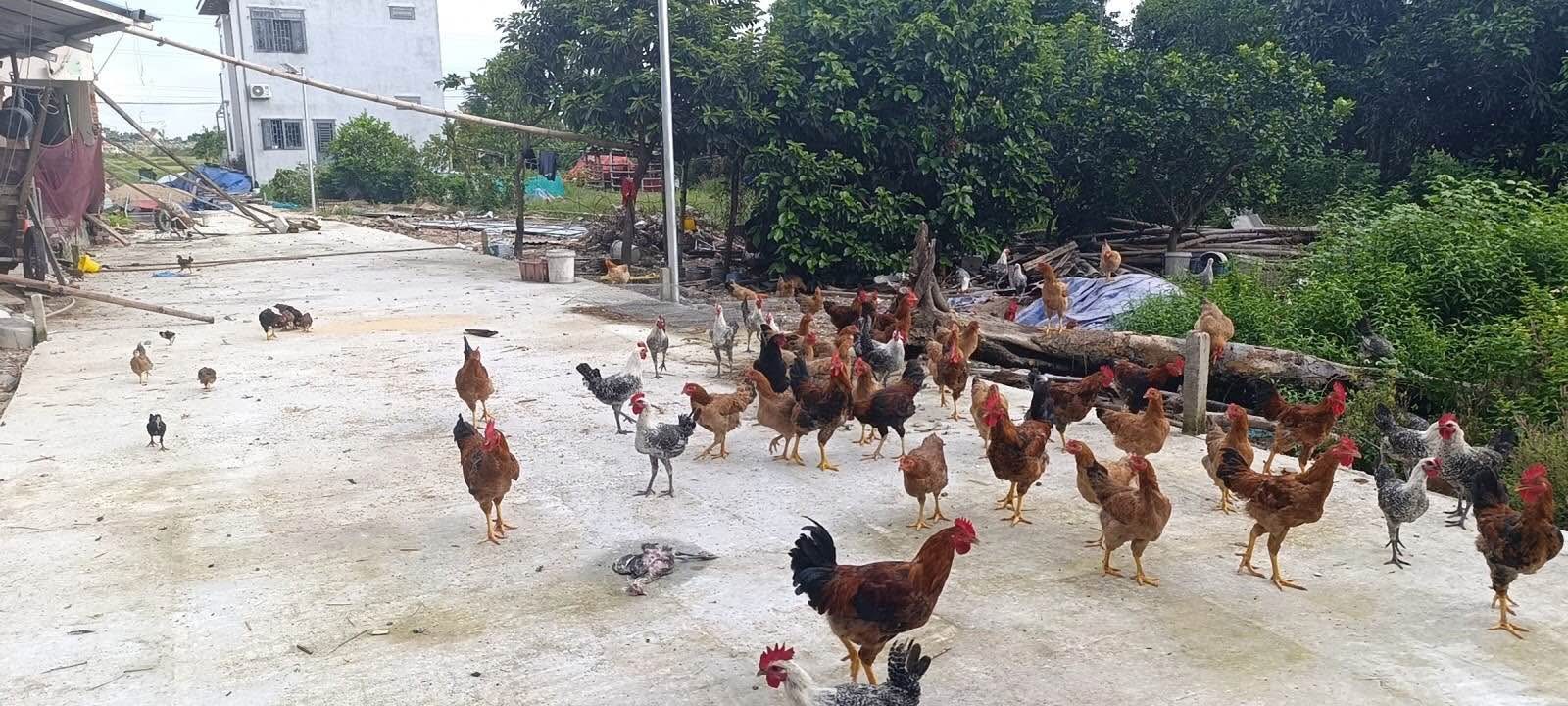 Đất nền Hòa Tiến Đà Nẵng 120m² giá chỉ 1.19 tỷ - Đầu tư sinh lời tốt!