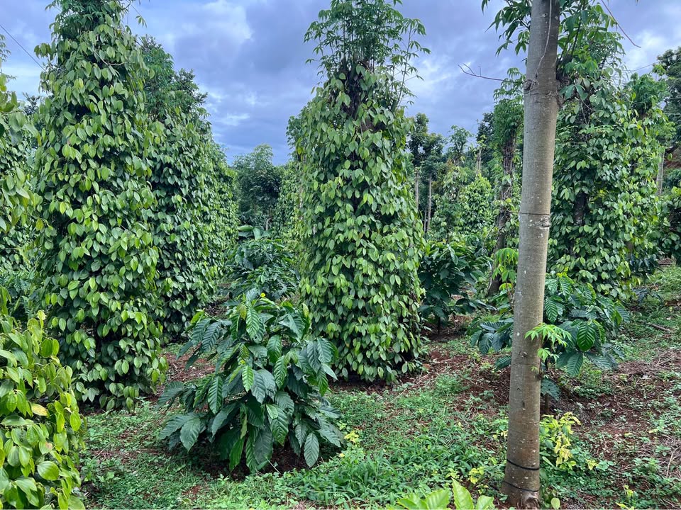 Farm 90.000m² tại Nam Bình, Đắk Song - Cơ hội đầu tư tuyệt vời!