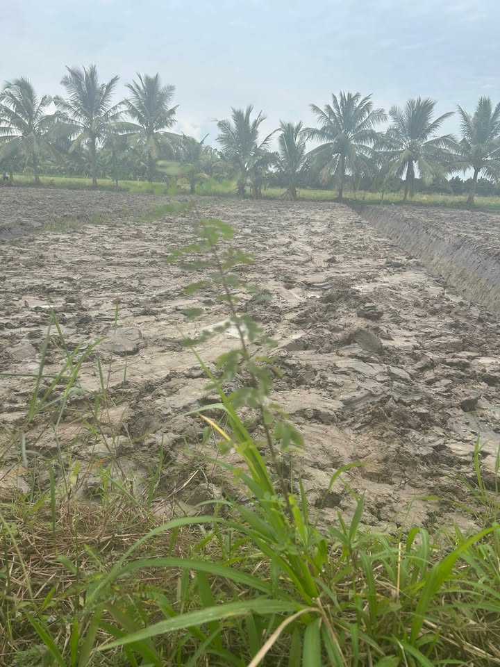 Đất nền mặt tiền đường Đan 500m² giá 10 tỷ - Cơ hội đầu tư hấp dẫn!