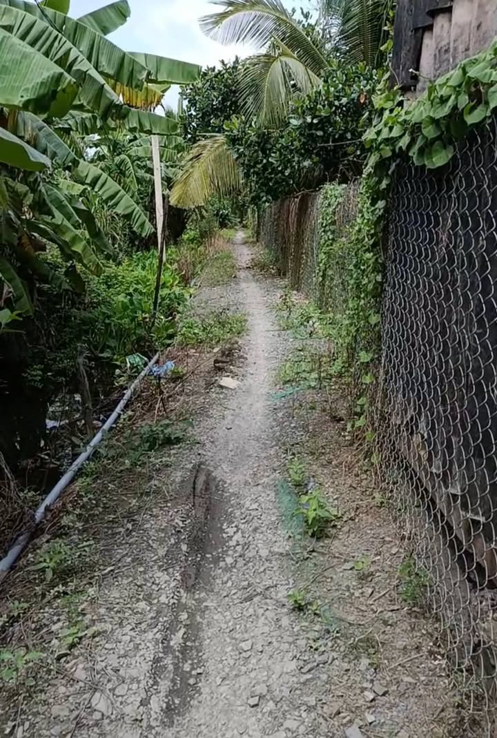 Đất vườn Mỹ Hạnh Đông 4050m² giá 450 triệu - Đầu tư tiềm năng!