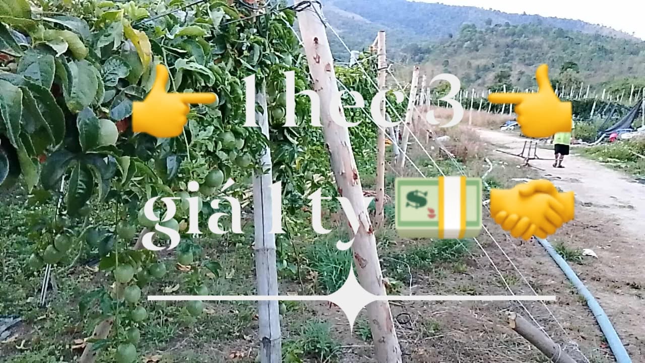 Đất rẫy Biển Hồ Gia Lai 13.000m² giá chỉ 1 tỷ - Cơ hội đầu tư hấp dẫn!