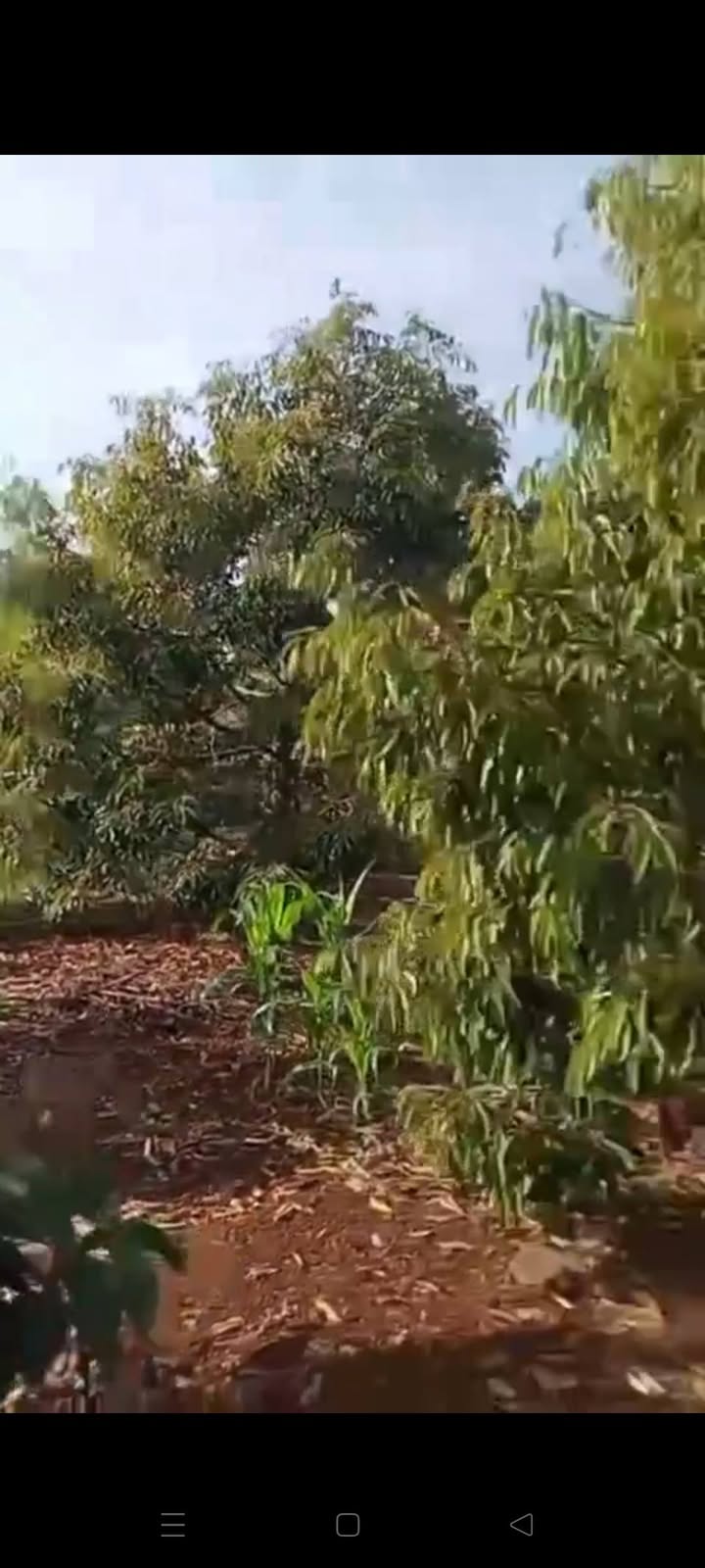 Đất Farm Cư Huê, Ea Kar, Đắk Lắk 6654m² giá 3.8 tỷ - Đầu tư sinh lời ngay!