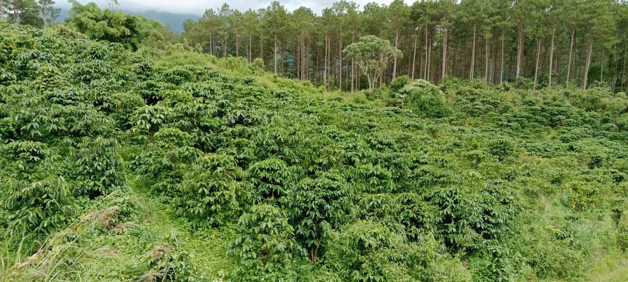 Đất cà phê 1,5ha tại Bảo Thuận, Di Linh - Giá 2,3 tỷ, cơ hội đầu tư tuyệt vời!