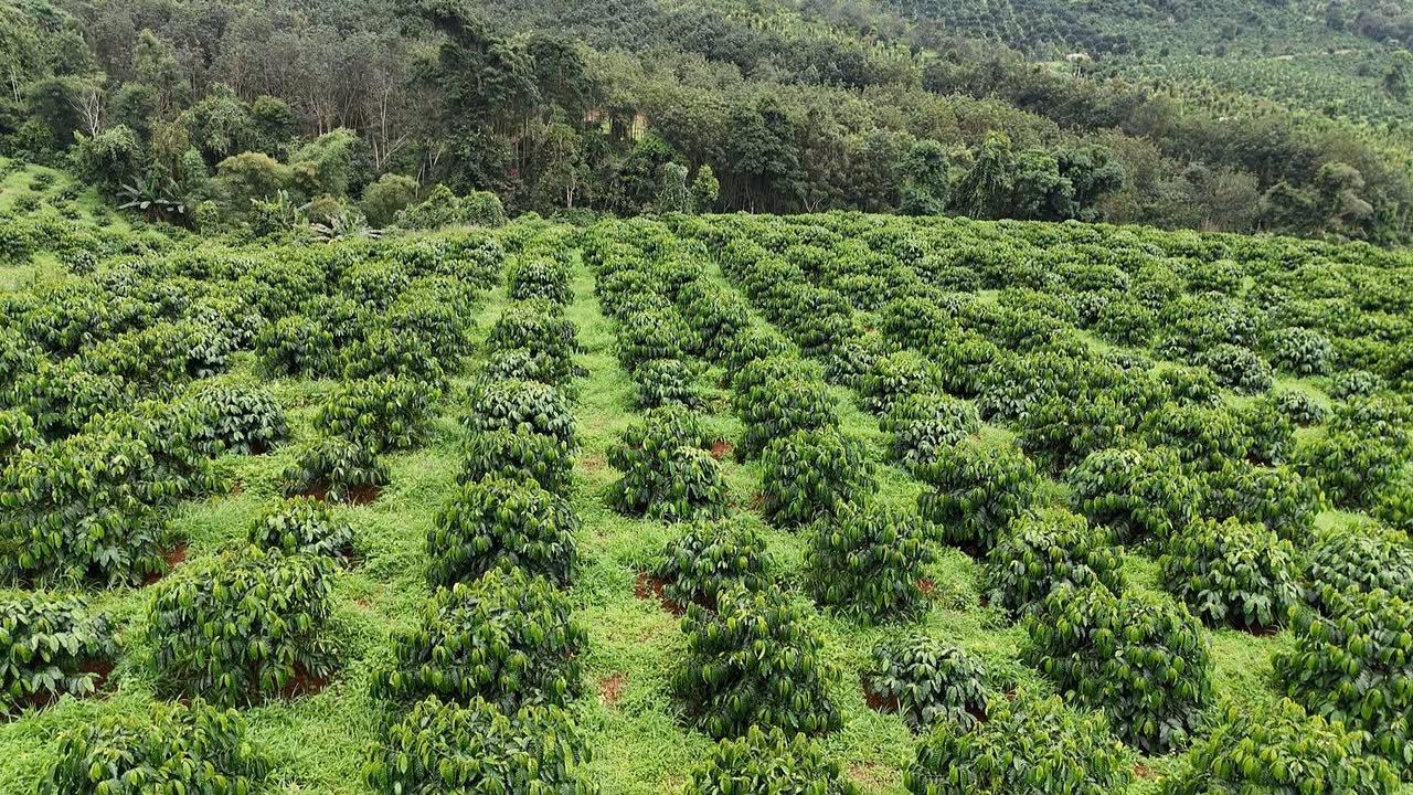 Farm 4.5ha tại Đăk Rtich, Tuy Đức chỉ 5.5 tỷ - Tiềm năng thu nhập cao!