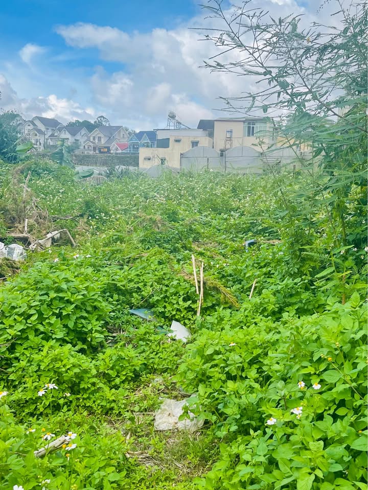 Đất nền Phường 8 Đà Lạt 100m² giá 2.5 tỷ - Sổ hồng riêng giao dịch nhanh chóng!