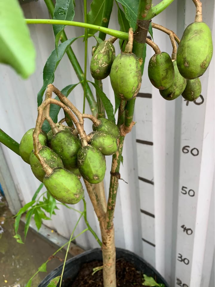 Đất nền Sơn Trà Đà Nẵng 200m² giá 15 tỷ - Sổ đỏ chính chủ, bớt lộc!