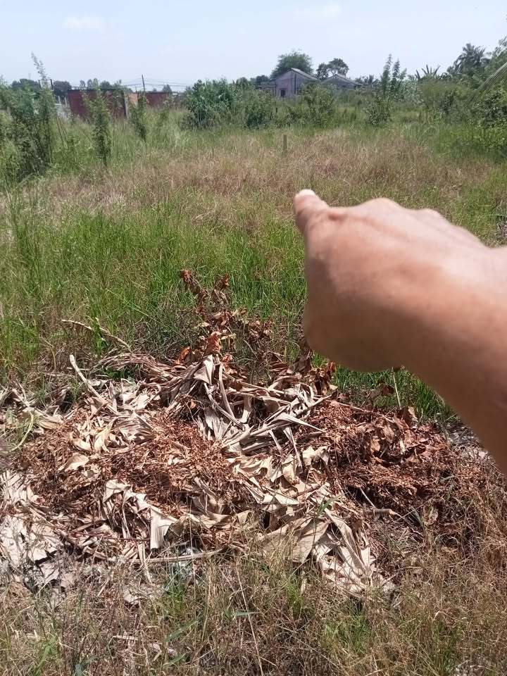 Đất nền 1000m² tại xã Tân Trạch, Cần Đước - Giá chỉ 560 triệu, đầu tư sinh lời!