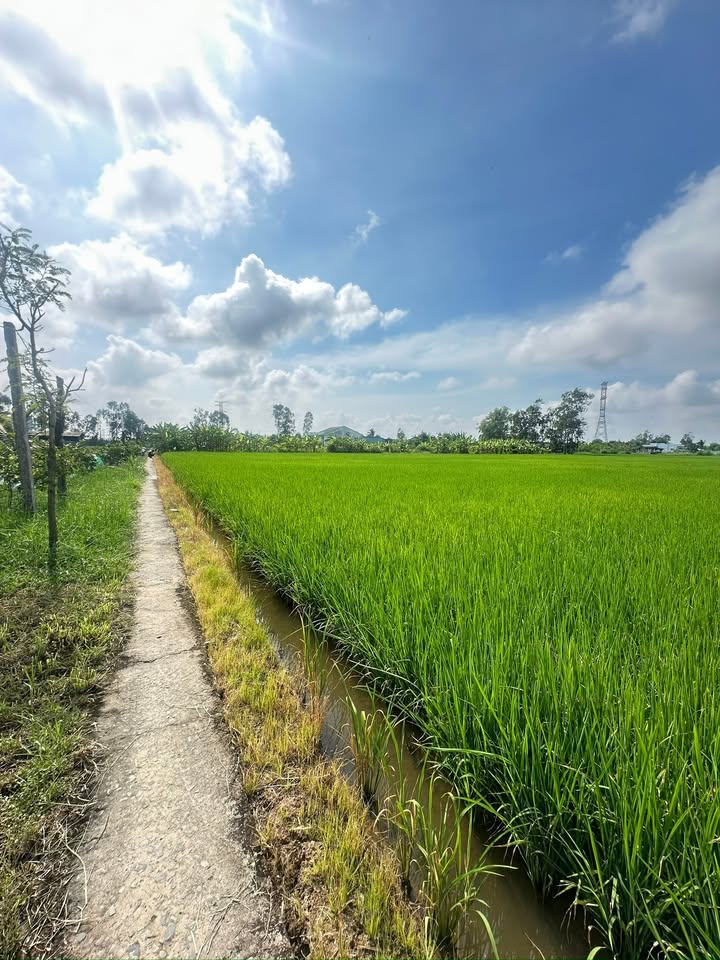 Đất nông nghiệp 4300m² tại Tăng Hoà, Gò Công Đông - Giá 571 triệu, thương lượng ngay!