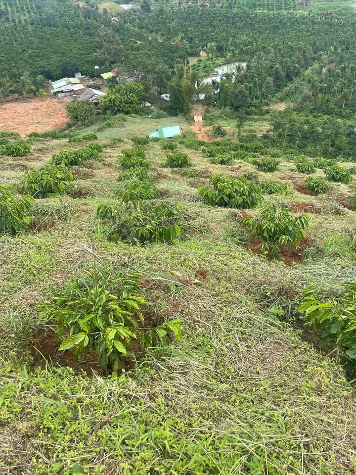 Đất Farm 2ha tại Đắk Nia, Krong Nô - Giá chỉ 900 triệu, thương lượng tốt!