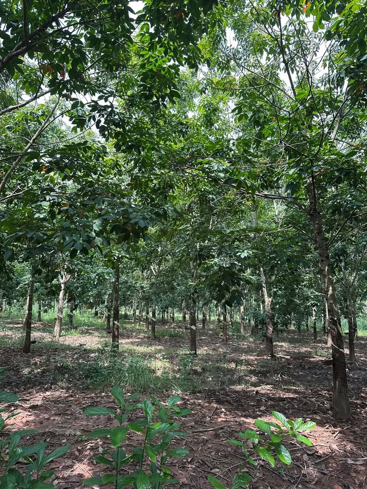 Đất cao su 16ha Lộc Thạnh giá 5 tỷ - Đầu tư sinh lời ngay!