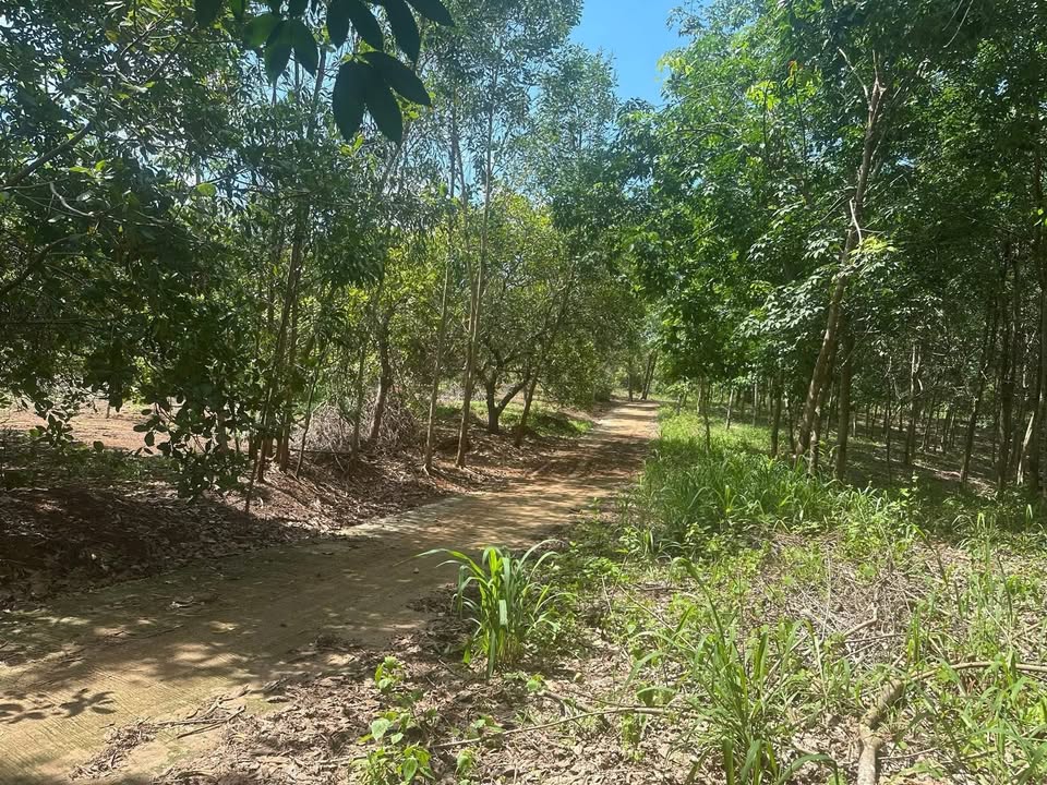 Đất cao su 9,5 sào tại Tân Tiến, Bù Đốp - Giá chỉ 1,5 tỷ