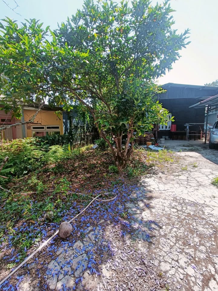 Nhà cho thuê rộng 800m² tại Đà Lạt - Sân vườn lý tưởng cho homestay!