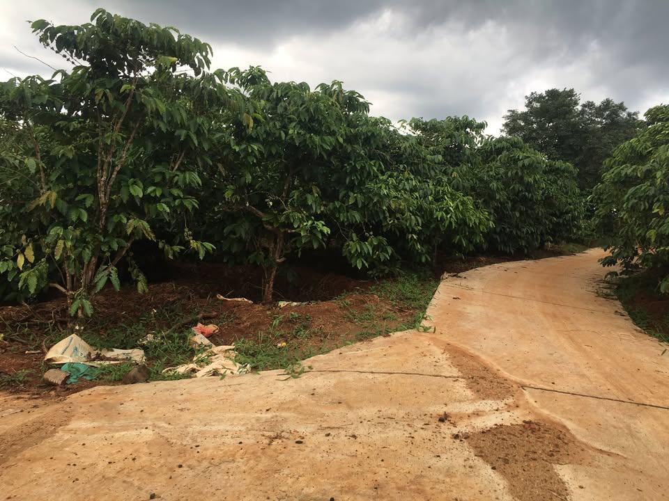 Farm Ia Drăng 14.000m² giá 2.38 tỷ - Đầu tư sinh lời hấp dẫn!