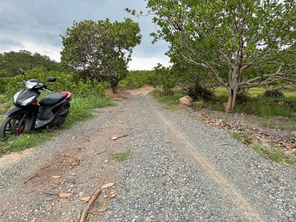 Farm Cam An Bắc Cam Lâm 10.004m² giá 880 triệu - Đường xe bán tải thuận tiện!