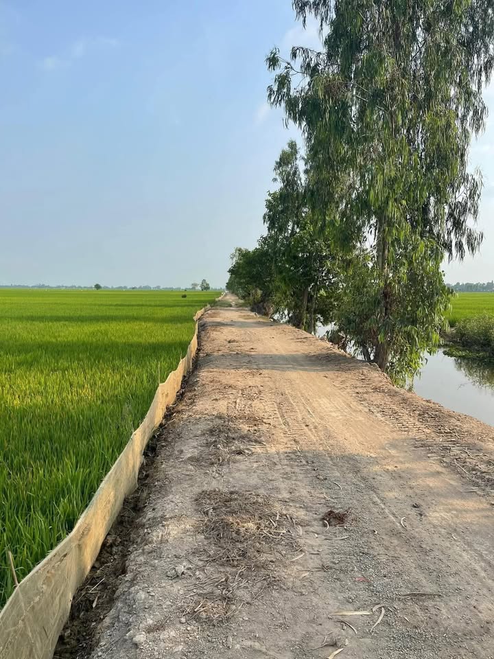 Đất lúa 6 công mặt tiền đường Cộ Sườn 2 - Giá chỉ 200 triệu!