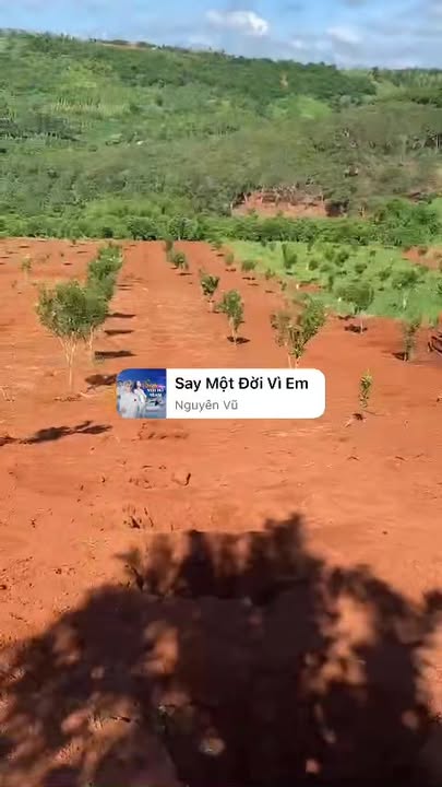 Farm Trường Xuân, Đắk Song 4,2ha giá 5,3 tỷ - Đầu tư sinh lời ngay!