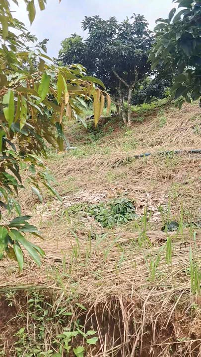 Đất Farm Kiến Đức 9000m² giá 1.45 tỷ - Thiên đường nghỉ dưỡng với thác nước đẹp!