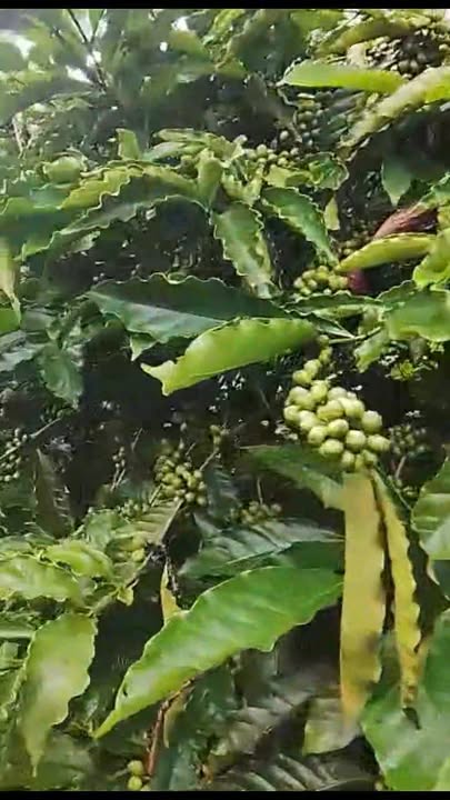 Đất nông nghiệp Tuy Đức 1.6ha giá 2.6 tỷ - Đầu tư sinh lời ngay!