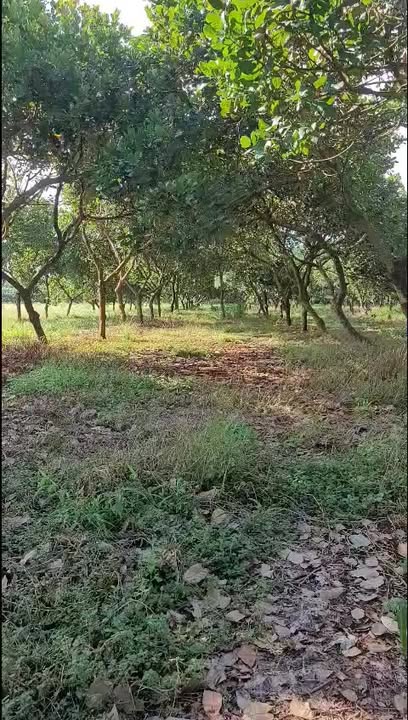 Farm 3ha điều tại Long Bình, Phú Riềng giá 1.4 tỷ - Đất đỏ bằng phẳng, sổ hồng chính chủ!