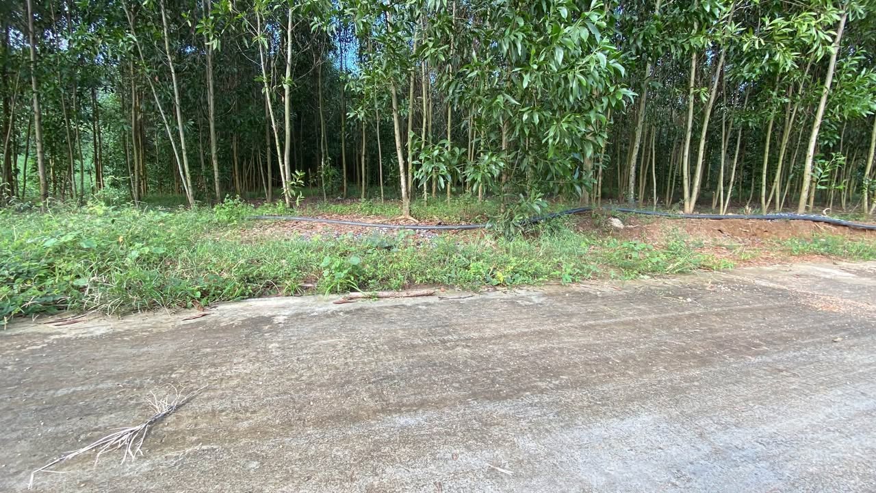 Đất nông nghiệp Diên Tân Diên Khánh 56.000m² giá 50.6 tỷ - Đường bê tông ôm trọn!