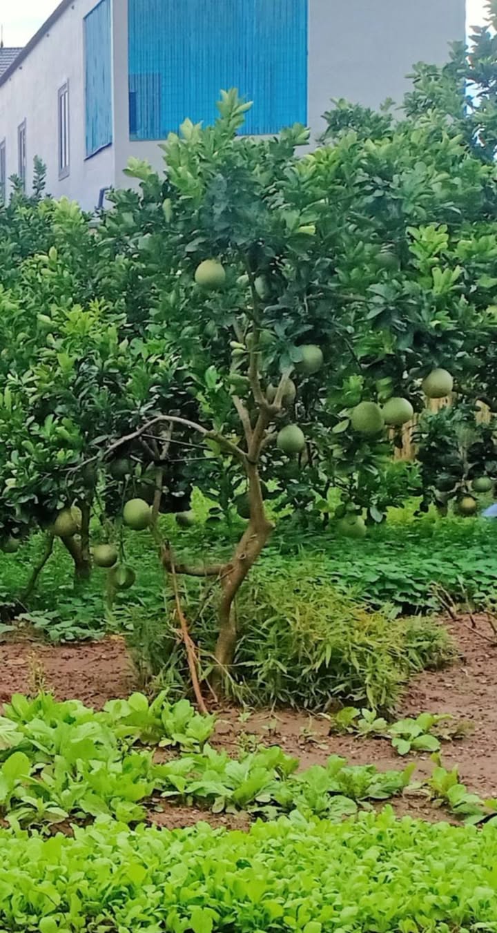 Đất Vạn Thắng, Ba Vì 94m² giá 2 tỷ - Sổ đỏ chính chủ, đầu tư sinh lời!