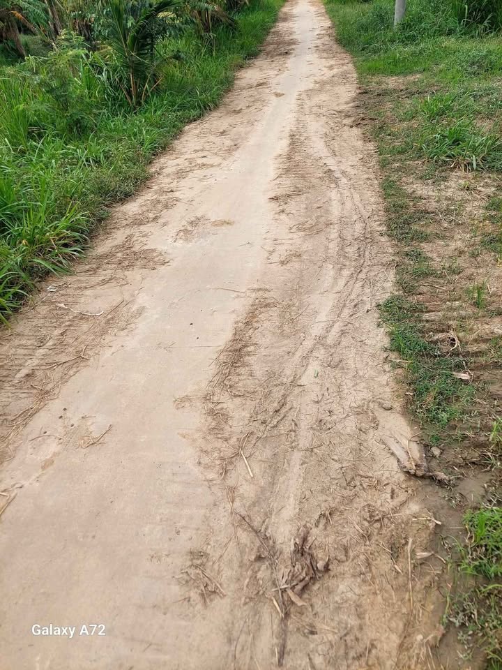 Đất vườn dừa 12.230m² tại An Ngãi Trung, Bến Tre - Cơ hội đầu tư hấp dẫn!