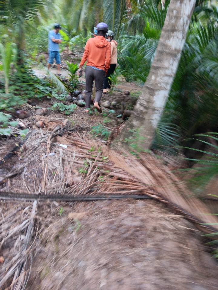 Farm đất vườn 12.000m² tại Long Mỹ, Giồng Trôm - Giá chỉ 350 triệu