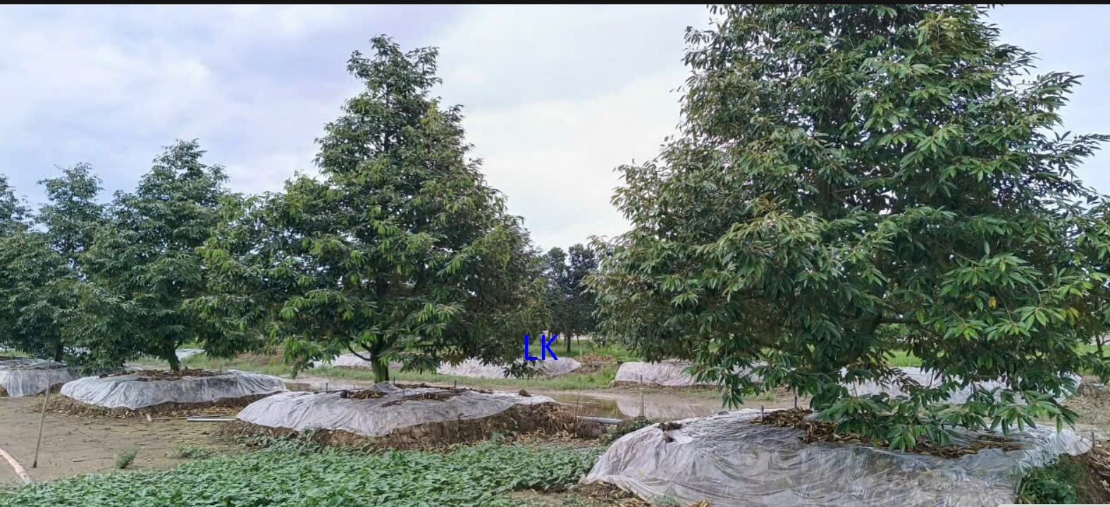 Đất vườn sầu riêng 13.000m² tại Tân Hội Trung - Giá chỉ 7 tỷ, đầu tư sinh lời ngay!