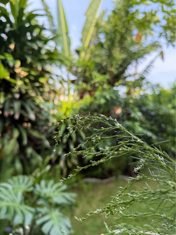 Đất 2 mặt tiền đường số 2, Tây Ninh 279m² giá 7.533 tỷ - Đầu tư sinh lời ngay!