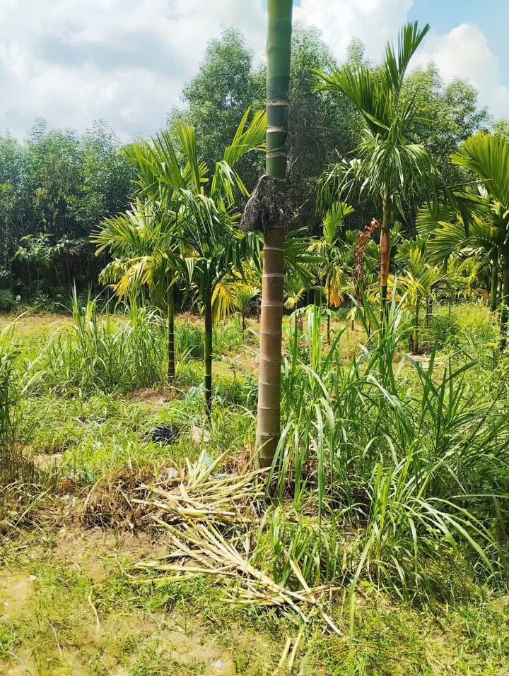 Đất ở Nghĩa Thắng Tư Nghĩa 2220m² giá chỉ 700 triệu - Cơ hội đầu tư tuyệt vời!