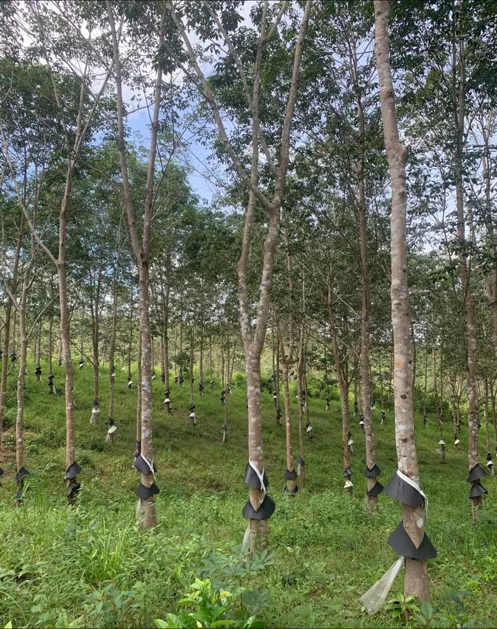 Đất vườn 3,4 ha tại Ngọk Réo, Kon Tum - Giá chỉ 2 tỷ - Cơ hội đầu tư tuyệt vời!