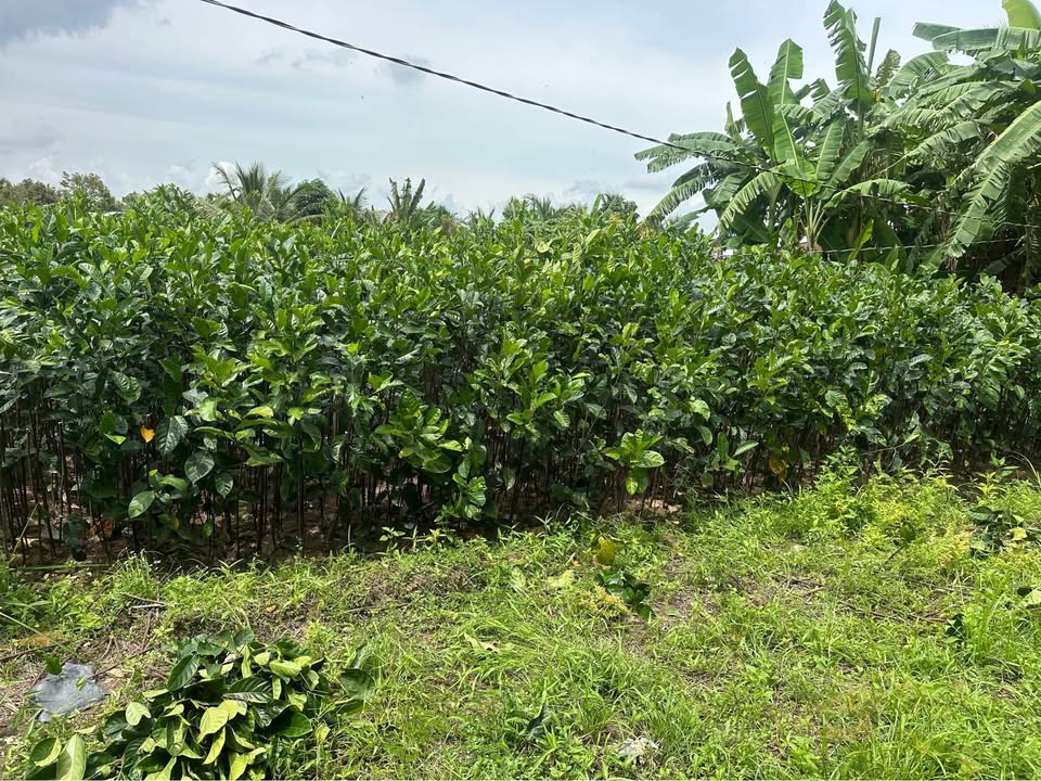 Đất nền Tân Thiềng, Chợ Lách 1000m² giá 500 triệu - Cơ hội đầu tư tuyệt vời!