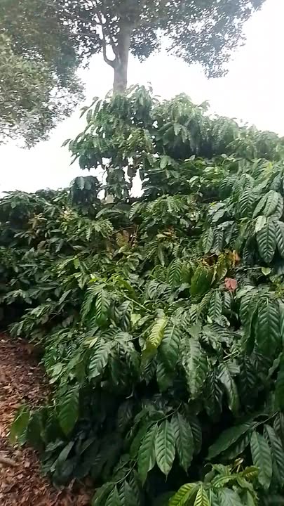 Đất nền Cư Ni Ea Kar 550m² - Mặt đường 40m, cơ hội đầu tư hấp dẫn!