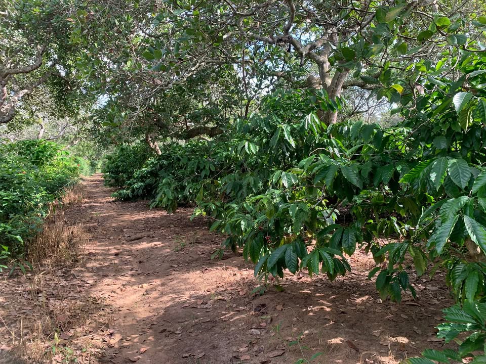 Đất nền Farm 3 sào tại Ea Dar, Đắk Lắk - Phù hợp làm trang trại chăn nuôi!