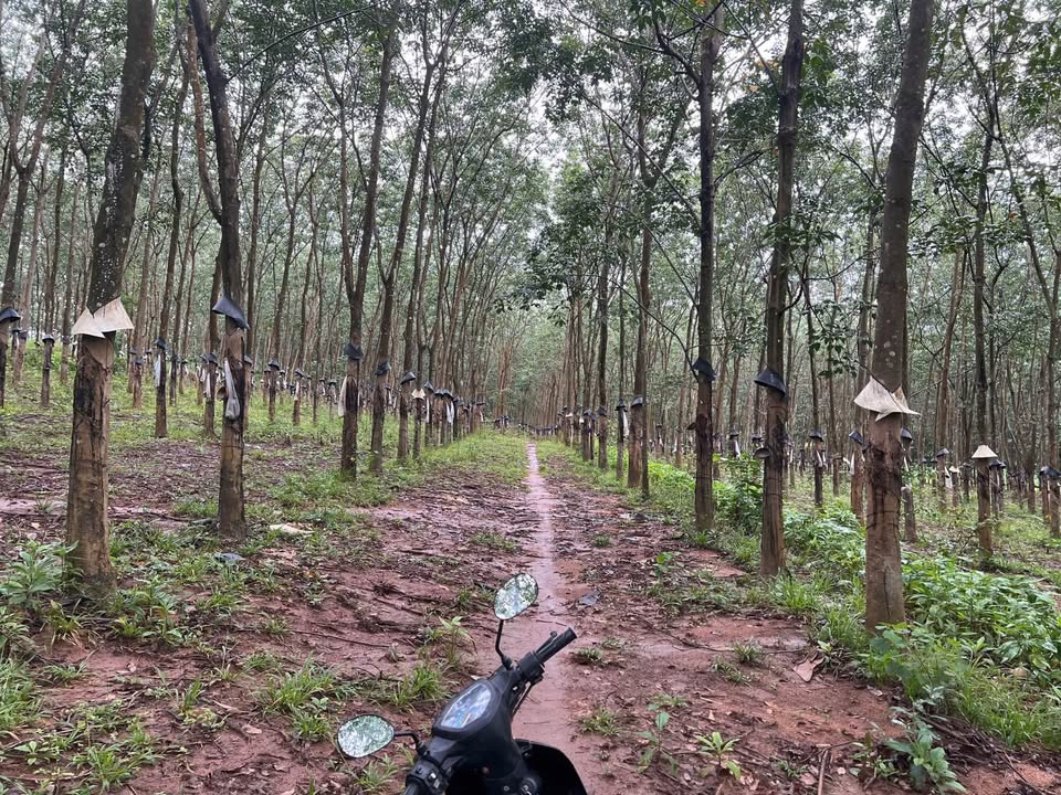 Farm 1,1 ha ở Hoà Bình, Kon Tum - Đất bằng, giá thỏa thuận!